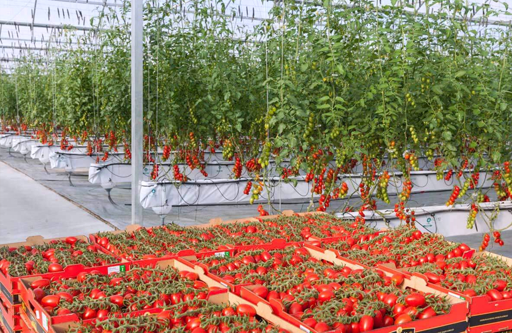 PRODUCCIÓN DE TOMATE APEGADA A LAS BPA DE HOY EN DÍA