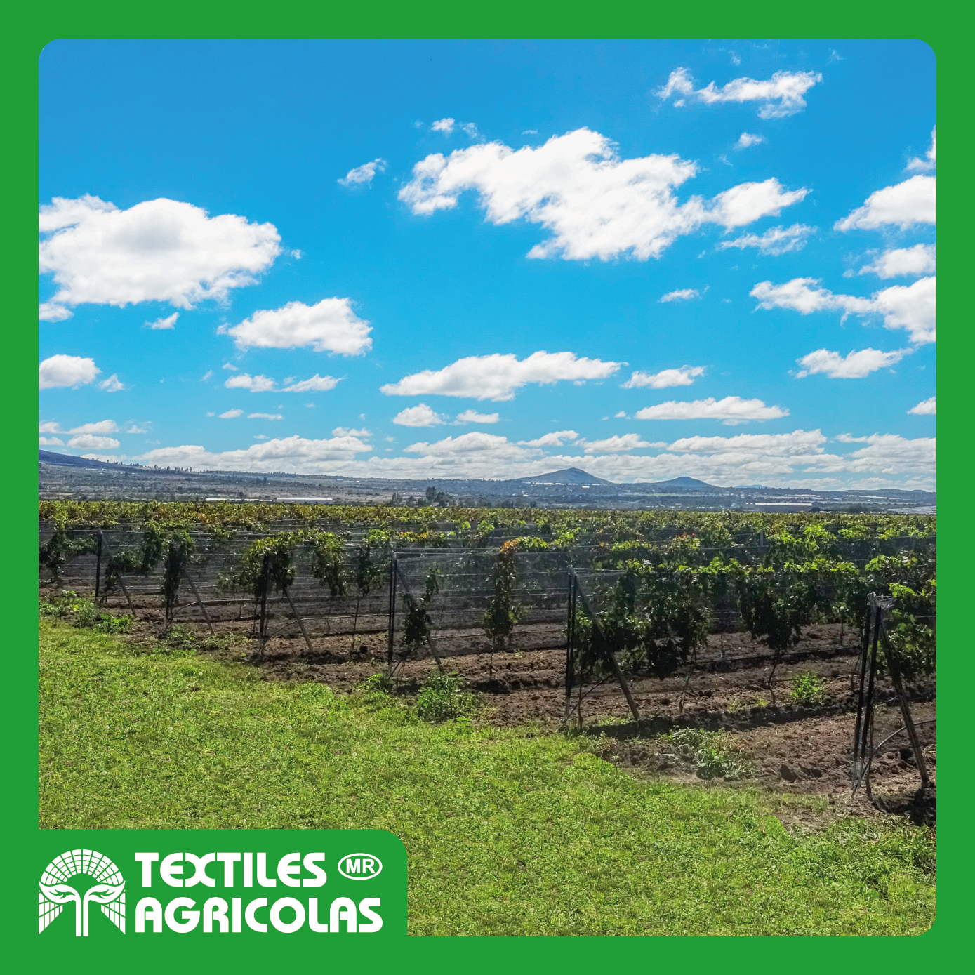 MALLA ANTIGRANIZO VID - Imagen 5