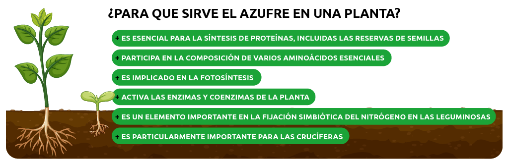 El Azufre como Agente de Defensa Contra Plagas y Enfermedades