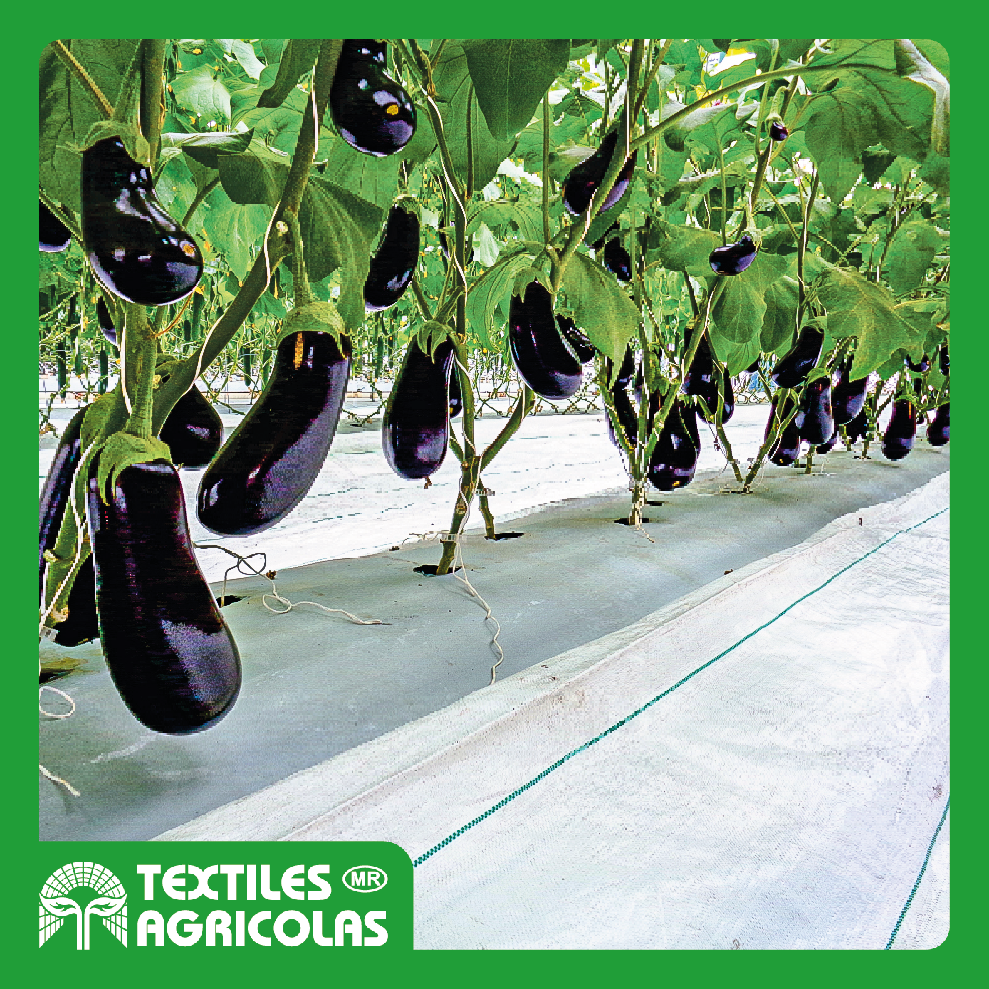 GROUND COVER LUMINOSO - Imagen 2